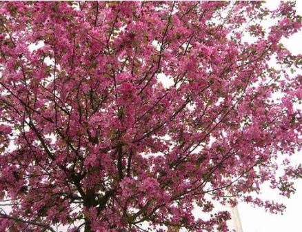 cerisier  fleurs