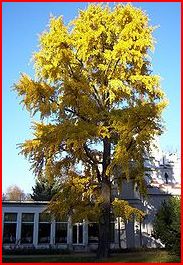 ginkgo