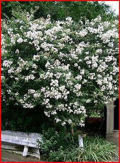 lilas des indes