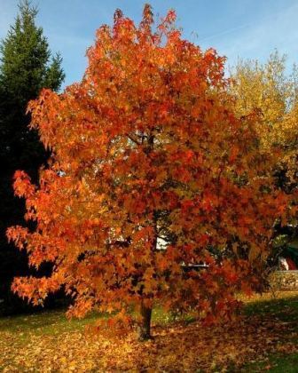 liquidambar