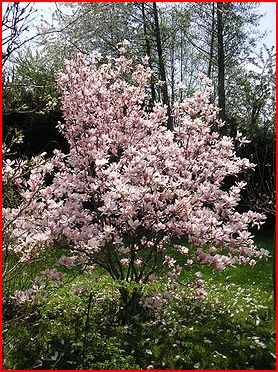 image/magnolia.jpg