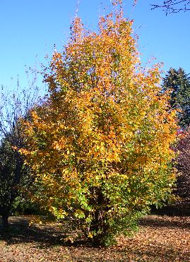 parrotia