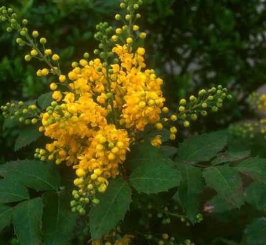 mahonia