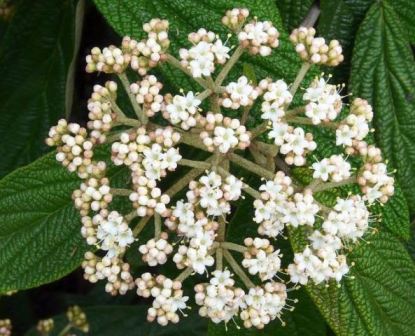 viburnum