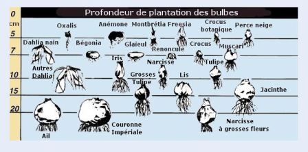 profondeur de plantation