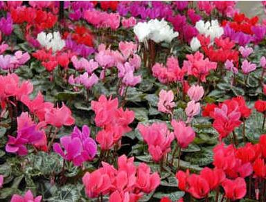 mini-cyclamen